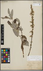 Foto von Salix appendiculata Vill. x Salix eleagnos Scop.